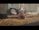 愛くるしいレオパ（ギャラクシー）