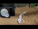 真っ白なレオパ（ブリザード）です。
