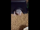 食事