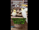 スパルタ指導！一生鳴けない先輩と聞かない後輩
