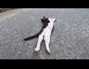 ナデナデされた瞬間→嬉しすぎて伸びーするハチワレ猫ちゃんｗｗｗ