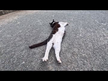 ナデナデされた瞬間→嬉しすぎて伸びーするハチワレ猫ちゃんｗｗｗ