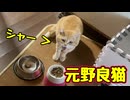 久しぶりの「シャー」【元野良猫】【野良猫】