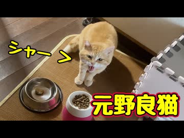 久しぶりの「シャー」【元野良猫】【野良猫】