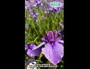 【お写んぽ！！】大阪、城北公園の花菖蒲！！