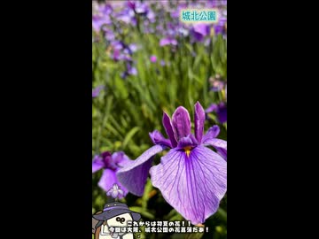 【お写んぽ！！】大阪、城北公園の花菖蒲！！