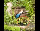 母カモのお腹の下に全員集合【野鳥観察】