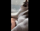 窓辺ねこ