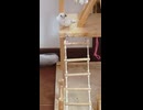 十姉妹ショート動画に2回目の登場　ペットの動画2026 6 11