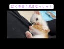 末っ子子猫、兄弟にブチ切れる