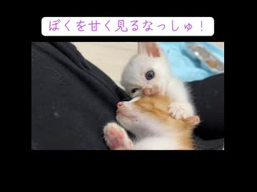 末っ子子猫、兄弟にブチ切れる