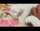 ウチューネコ、最後のブラッシング