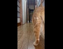 【猫動画】ねこのきんたま