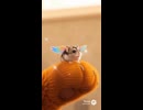 迷子のハムスター