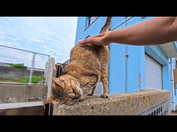 【癒し】海沿いで出会った猫、腰トントンした瞬間こうなったｗｗｗ