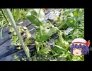 ゆっくり農民287スナップエンドウを育ててみませんか？#4