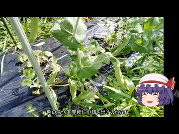 ゆっくり農民287スナップエンドウを育ててみませんか？#4
