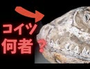 【化石収集】ヤフオクで「シーラカンス」として売られている魚の正体は？【コレクション】