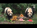 PandapiaLive_2026_06_11