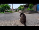 【猫島】路地で出会った猫を撫でた結果→嬉しすぎてゴロンｗｗｗ