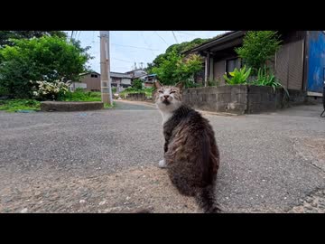 【猫島】路地で出会った猫を撫でた結果→嬉しすぎてゴロンｗｗｗ