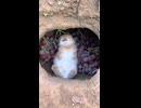 ホモと見る発酵したブドウでキメるウサギ