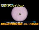 トモダチコレクション　細胞分裂の瞬間を撮影　ニュース放送局　島の住人観察日記（ポケモン編）　＃７５３　【トモコレわくわく生活】