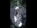 首無しの紫陽花 / 9N4SHI