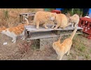 チャトラ達と廃校の校庭