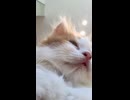 ウトウトしている子猫