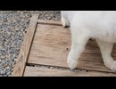 ベンチに座っていたらそばに来てくれた白猫のソラちゃん