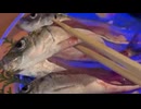 ホモと見るイワシのアクアリウム
