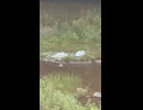 寝てる白鳥が可愛いかったから撮ったよ