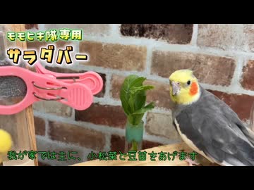 【悲報】オカメ隊、ついに自給自足のサラダバーを開業してしまうｗ