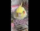 オカメインコと毎朝の儀式！このやりとり毎朝やってる件ｗｗ