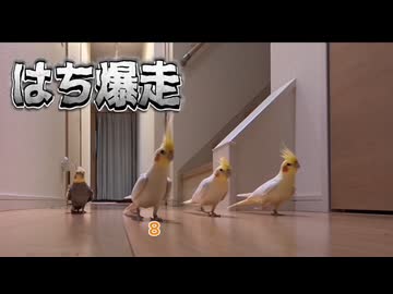 【閲覧注意】廊下を占拠する暴走集団ハチヲ、正体は…オカッッッッメッッ