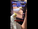 【検証】自分の動画を見せたらインコがパニック！？