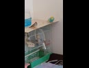 インコとキンカチョウのショート動画　2026 6 12