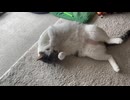 ご近所さんからお醤油のいい匂いがしてくる