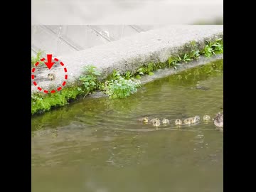 1羽だけ泳ぎたくないヒナ【カルガモ親子】