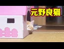 どんどん家猫になっていく【元野良猫】【よその子】