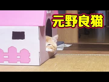 どんどん家猫になっていく【元野良猫】【よその子】