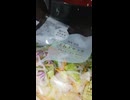 YMDD_448　今日のサラダ：ローソン玉ねぎサラダ
