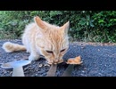 絶景の展望所で一人ぼっちで暮らす猫ちゃんにお腹いっぱいになるまでちゅーるを食べさせてきた