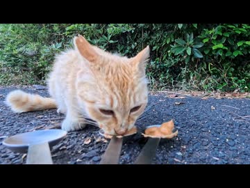 絶景の展望所で一人ぼっちで暮らす猫ちゃんにお腹いっぱいになるまでちゅーるを食べさせてきた