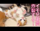 保護幼猫兄弟、初連れションで祝砲が鳴る