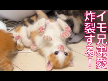 保護幼猫兄弟、初連れションで祝砲が鳴る
