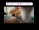 スヌーズされる子猫