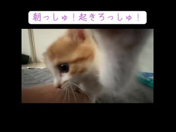 スヌーズされる子猫