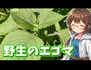 野生のエゴマを採ってチヂミ作り♪